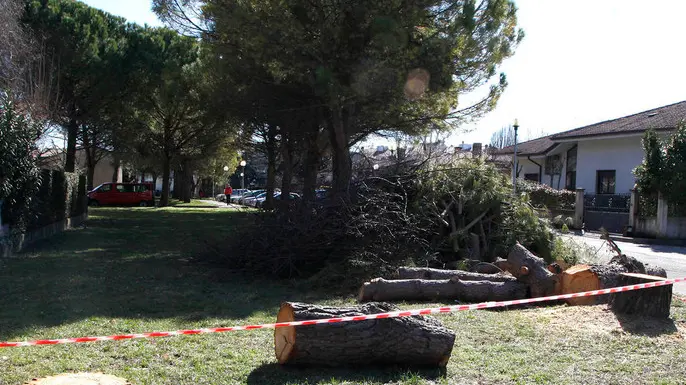 Bonaventura Monfalcone-25.02.2017 Pini marittimi tagliati-Via 2 giugno-Cervignano-foto di Katia Bonaventura