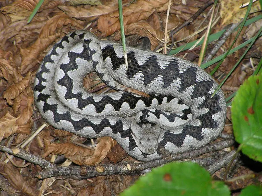 Una vipera dal corno