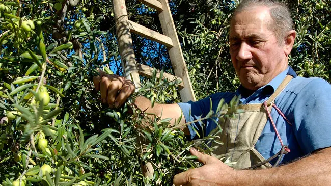 La raccolta di olive in un'azienda agricola