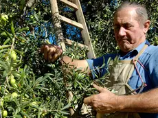 La raccolta di olive in un'azienda agricola