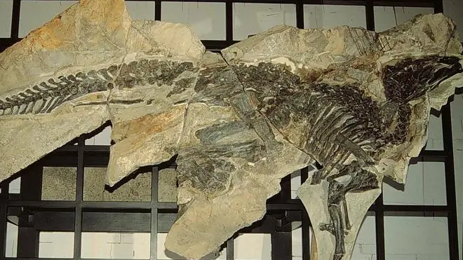 20001218-TRIESTE-CRO: PALEONTOLOGIA: PER DINOSAURO ANTONIO GIA' 5000 VISITATORI. Antonio, il piu' grande dinosauro trovato in Italia e il piu' completo d' Europa, e' in mostra a Trieste fino al 23 dicembre. Il fossile e' stato trovato a Duino Aurisina, a pochi chilometri dal capoluogo giuliano. ANSA / PAL