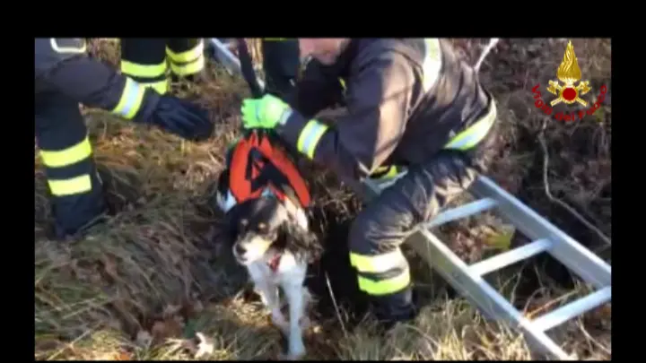Il salvataggio della cagnolina