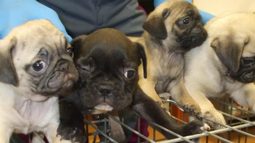 Centosettanta cuccioli di cane di tutte le razze e in condizioni disperate, sono stati sequestrati nella notte da un pattuglia della Polizia Stradale di Amaro (Udine) mentre erano nascosti in un furgone. I cuccioli, alcuni dei quali sono morti durante la notte, .sono di varie razze, dal Pincher al Maltese, dall'Husky al San Bernardo. "Tutti i cani - si legge nella nota - risultavano essere di eta' inferiore al quella prevista di tre mesi e venti giorni, alcuni addirittura di meno di due mesi di eta'. Tutti gli animali risultavano essere in condizioni disperate e solamente l'intervento abile dei veterinari della Usl di Tolmezzo e Gorizia permetteva di dare sostentamento e salvare molti cuccioli"..ANSA/POLIZIA STRADALE.+++EDITORIAL USE ONLY - NO SALES+++.