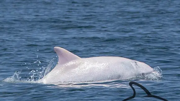 Albus, il delfino albino avvistato in Alto Adriatico (ph Blue World Institute di Lussingrande)