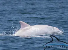 Albus, il delfino albino avvistato in Alto Adriatico (ph Blue World Institute di Lussingrande)