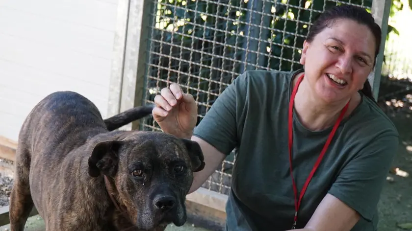 Ci sono cani maltrattati che si stanno riconciliando con l’uomo e veterani ormai abituati al canile. Sopra Flipper che sta seguendo un percorso dopo essere stato picchiato e Therry, dalla storia molto difficile. Foto Roberto Marega