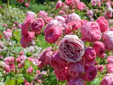 Le splendide rose del parco di San Giovanni