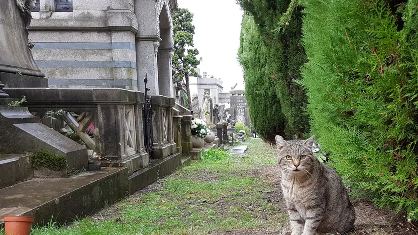 Uno dei tanti gatti che popolano il cimitero di Sant'Anna (Lasorte)