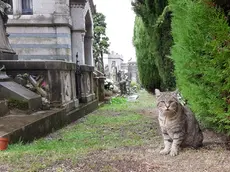 Uno dei tanti gatti che popolano il cimitero di Sant'Anna (Lasorte)