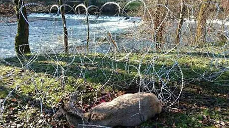 Un animale rimasto intrappolato nel filo spinato (foto tratta dal sito jutarnji.hr)