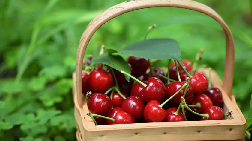 Fresh red cherries