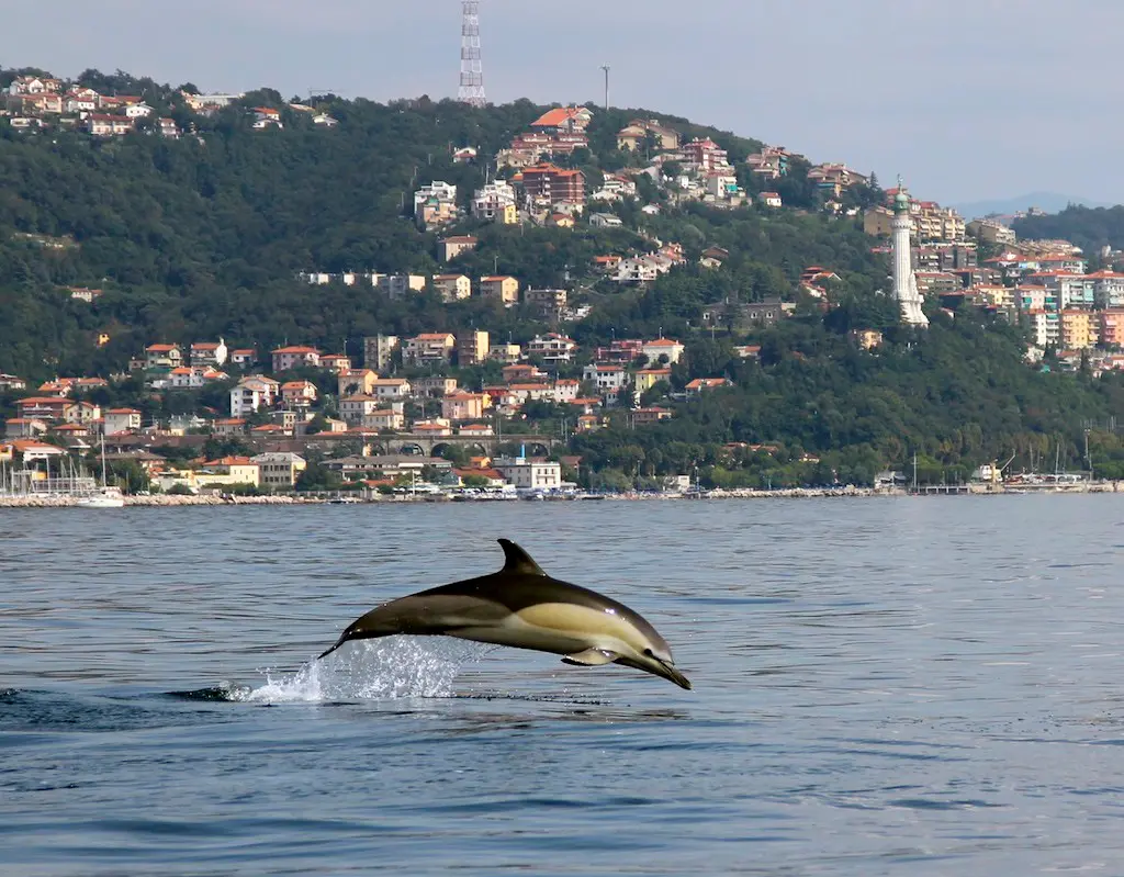 Un delfino nel golfo di Trieste immortalato da Saul Ciriaco