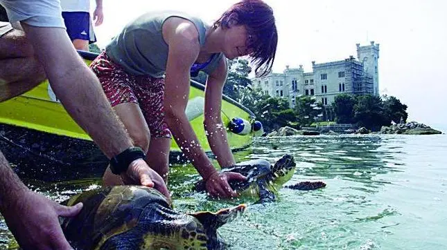 sterle trieste restituita la libertà a due tartarughe- parco marino di miramare