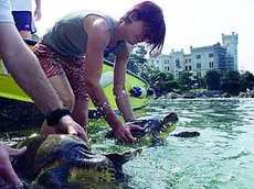 sterle trieste restituita la libertà a due tartarughe- parco marino di miramare