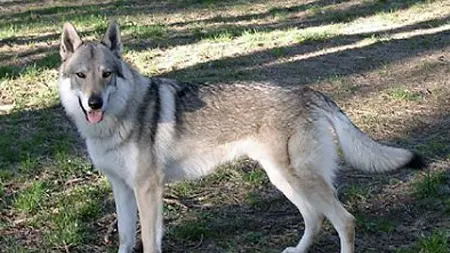Un esemplare di Lupo cecoslovacco (dall'Enciclopedia del cane)