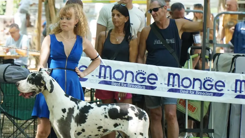 C'è chi aspetta il proprio turno con la sua padrona prima di sfilare