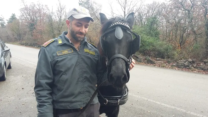 Il cavallo e uno dei suoi "salvatori" (foto della Guardia di finanza)