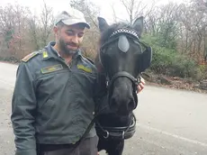 Il cavallo e uno dei suoi "salvatori" (foto della Guardia di finanza)