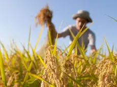 Un contadino al lavoro nei campi