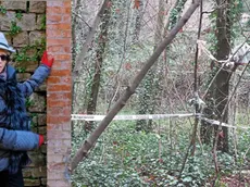 A sinistra Liliana Resinovich. A destra l'area del boschetto adiacente al parco dell’ex ospedale psichiatrico dove è stato trovato il suo corpo senza vita. Foto Lasorte