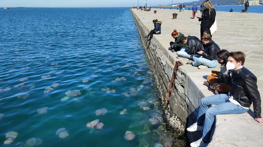 Lasorte Trieste 08/04/21 - Meduse