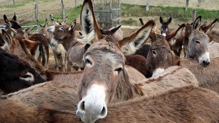 Gli asini dell’allevamento di Montebaducco, il più grande d’Europa con 800 esemplari, sui colli reggiani