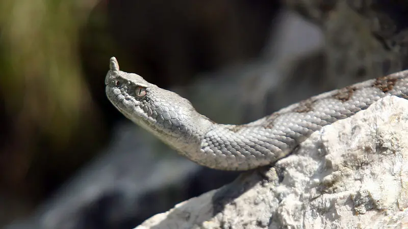 Un esemplare di vipera dal corno