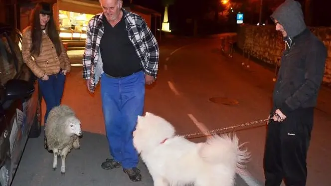 SV. FILIP i JAKOV, 15.02.2016. janje Malo, Sime Mikulandra (62) Rakijica...